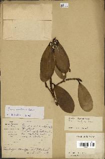 spécimen de Ficus microcarpa