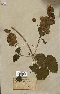 spécimen de Humulus lupulus