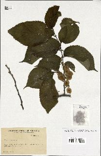 spécimen de Ulmus rubra