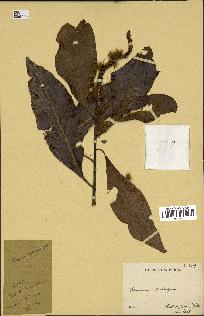spécimen de Faurea rochetiana