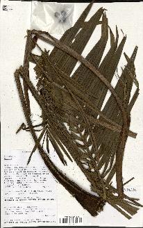 spécimen de Dypsis sp.
