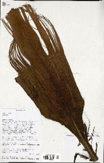 spécimen de Dypsis sp.