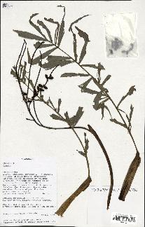 spécimen de Dypsis sp.