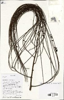 spécimen de Dypsis sp.