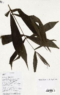 spécimen de Dypsis sp.