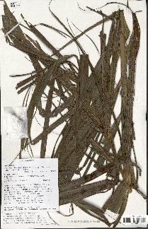 spécimen de Dypsis madagascariensis