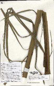 spécimen de Dypsis madagascariensis