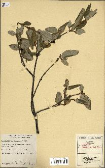 spécimen de Shepherdia canadensis