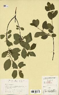 spécimen de Rhamnus frangula