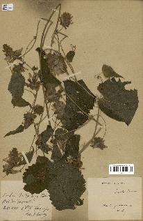 spécimen de Humulus yunnanensis