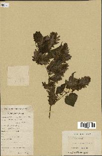 spécimen de Humulus yunnanensis