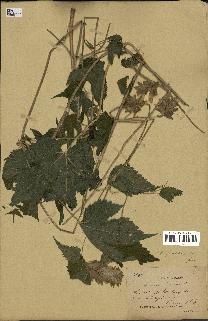 spécimen de Humulus yunnanensis