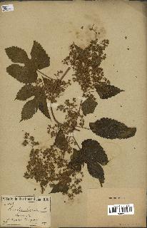 spécimen de Humulus lupulus