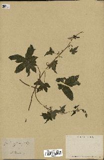 spécimen de Humulus japonicus