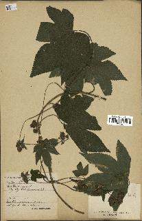 spécimen de Humulus japonicus