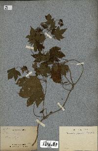 spécimen de Humulus japonicus