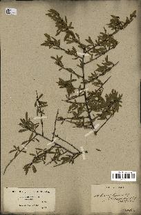 spécimen de Rhamnus lycioides