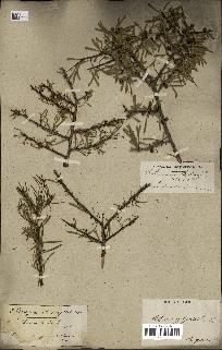 spécimen de Rhamnus lycioides