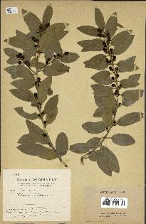 spécimen de Rhamnus alaternus