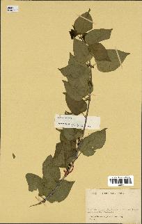 spécimen de indet.
