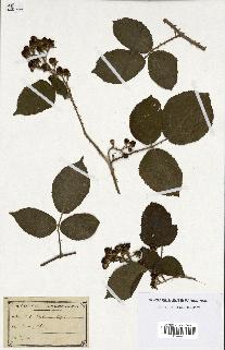 spécimen de Rubus sp.