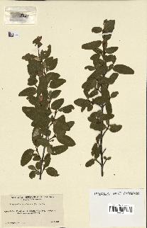 spécimen de Shepherdia canadensis