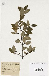 spécimen de Shepherdia canadensis