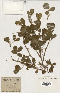 spécimen de Arachis hypogaea