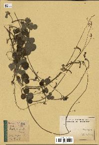 spécimen de Desmodium cinereum