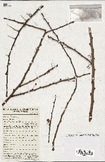 spécimen de Acacia tortilis