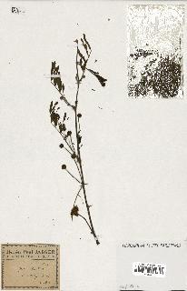 spécimen de Acacia arabica