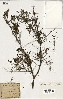 spécimen de Acacia arabica