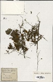 spécimen de Acacia nilotica