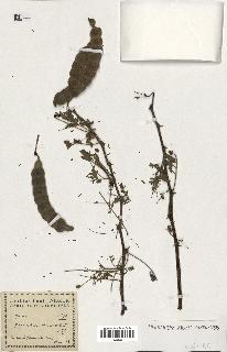 spécimen de Acacia nilotica