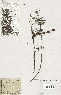 spécimen de Acacia nilotica