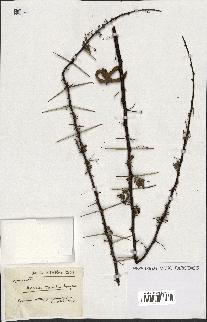 spécimen de Acacia tortilis