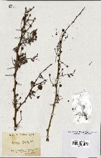 spécimen de Acacia seyal