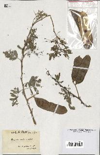 spécimen de Acacia arabica