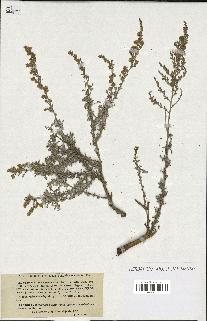 spécimen de Artemisia herba-alba