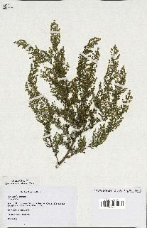 spécimen de Artemisia annua