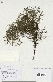 spécimen de Artemisia annua