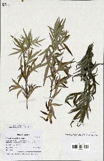 spécimen de Artemisia verlotiorum