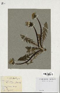 spécimen de Taraxacum trilobatum