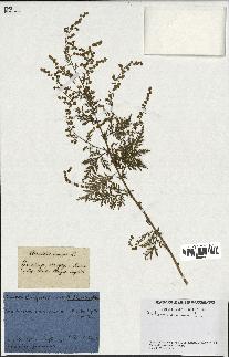 spécimen de Artemisia annua