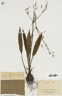 spécimen de Alisma lanceolatum