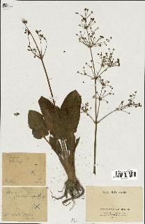 spécimen de Alisma plantago-aquatica