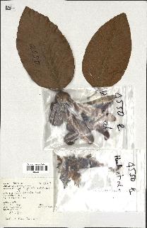 spécimen de Dipterocarpus alatus