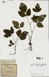 spécimen de Rubus saxatilis