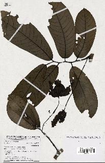 spécimen de Monodora myristica
