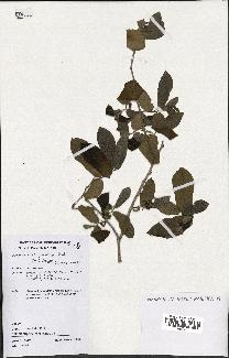 spécimen de Monodora grandidieri